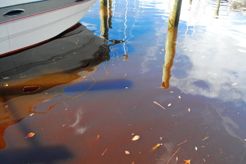 mahogany tide algae bloom in the Chesapeake Bay