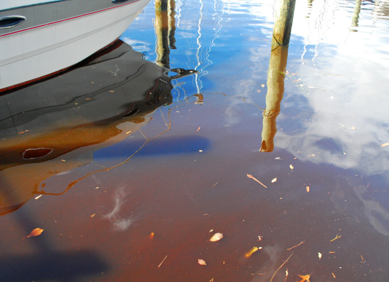 mahogany tide algae bloom in the Chesapeake Bay