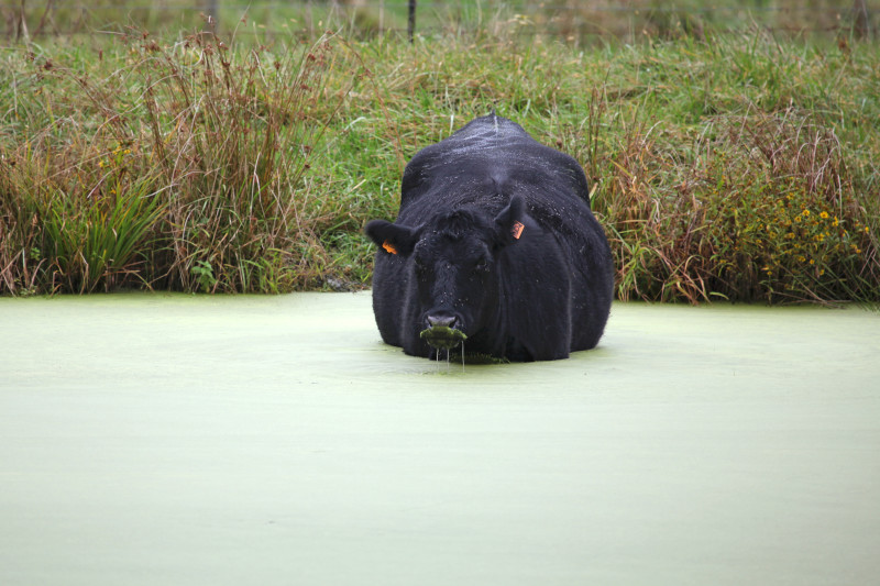 black angus cow standing in a stream