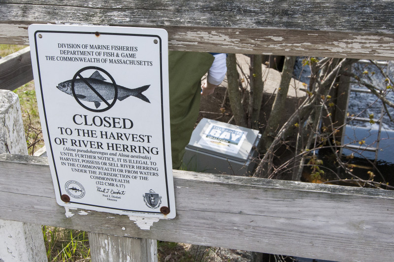 river herring harvest closed sign