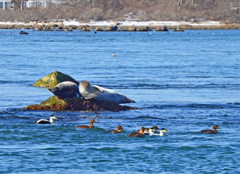 two seals hauled out on a rock in Woods Hole with sea birds swimming past