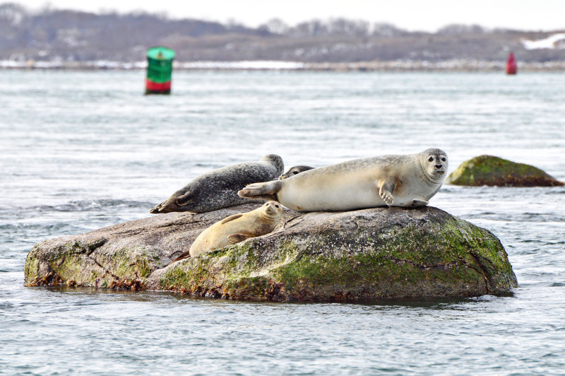 four harbor seals hauled out on a rock in Buzzards Bay
