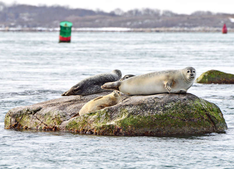 four harbor seals hauled out on a rock in Buzzards Bay