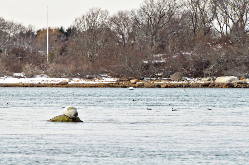a harbor seal hauled out on a rock in Woods Hole