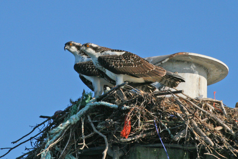 two ospreys on a nest in Buzzards Bay