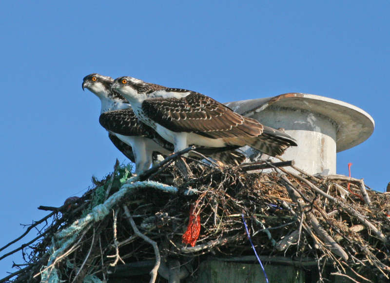 two ospreys on a nest in Buzzards Bay