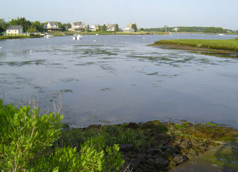 algae on West Falmouth Harbor
