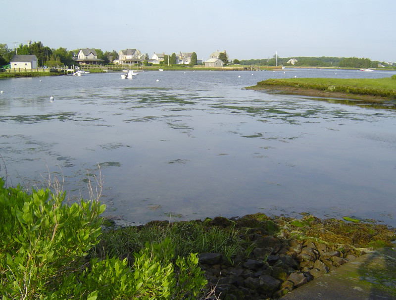 algae on West Falmouth Harbor