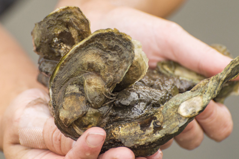 hands holding a clump of oysters from Little Bay in Fairhaven