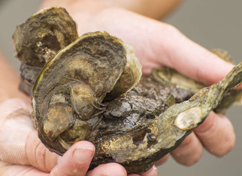 hands holding a clump of oysters from Little Bay in Fairhaven