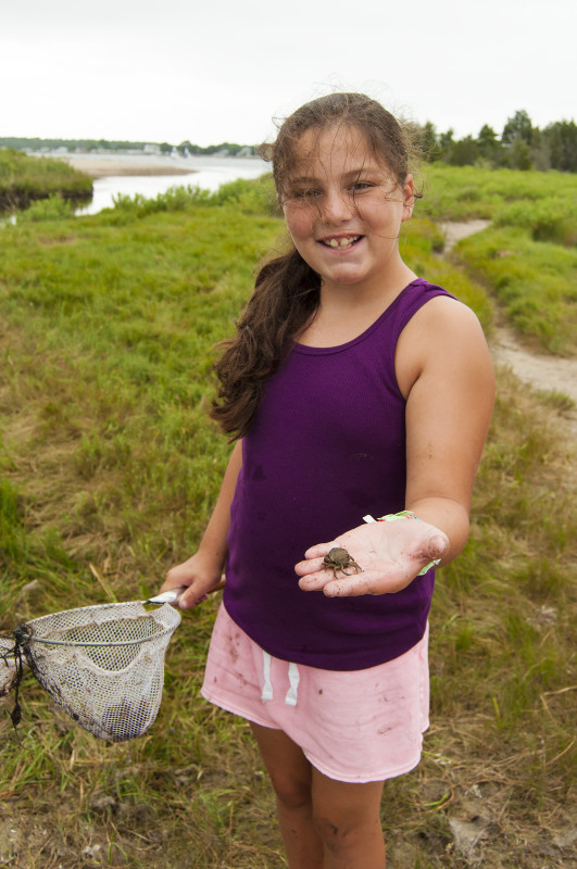 a girl holding a small crab in a salt marsh at Eel Pond in Mattapoisett
