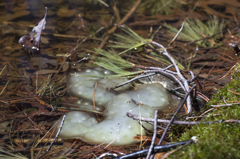 spotted salamander eggs in a vernal pool at Flora B. Peirce Nature Trail in New Bedford