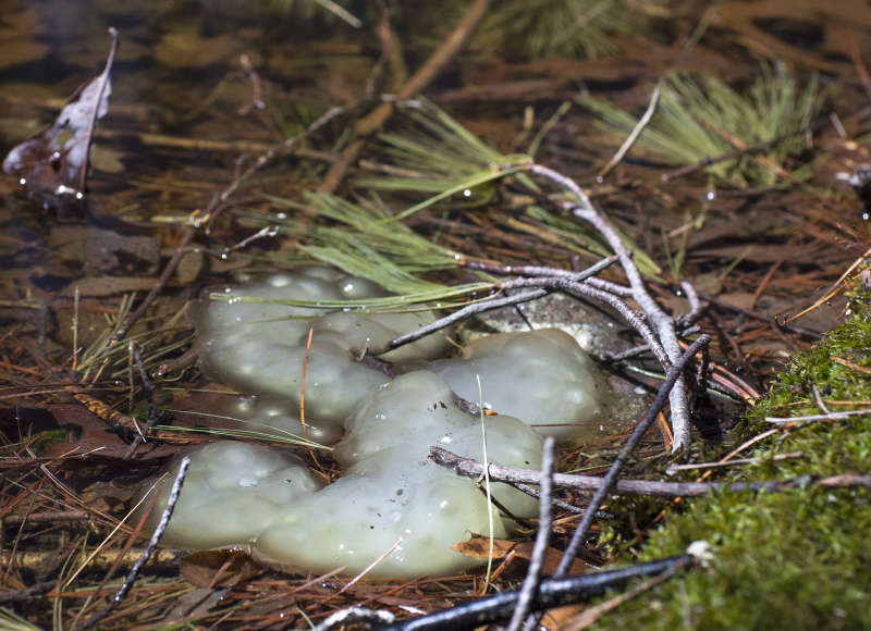 spotted salamander eggs in a vernal pool at Flora B. Peirce Nature Trail in New Bedford
