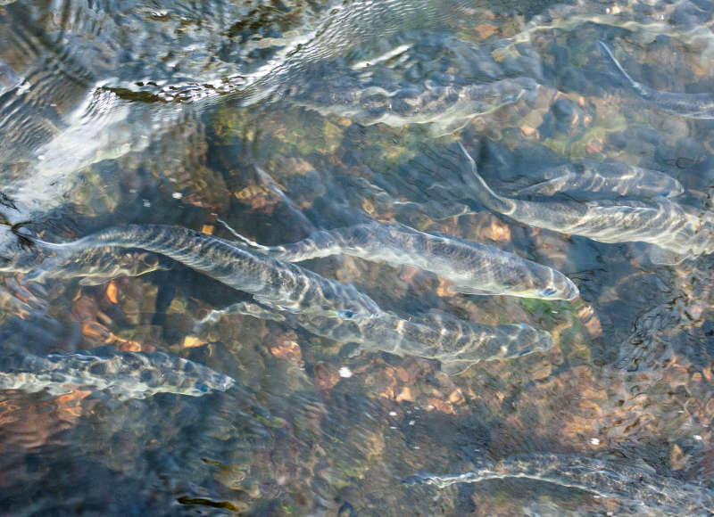 River herring swimming up the Agawam River
