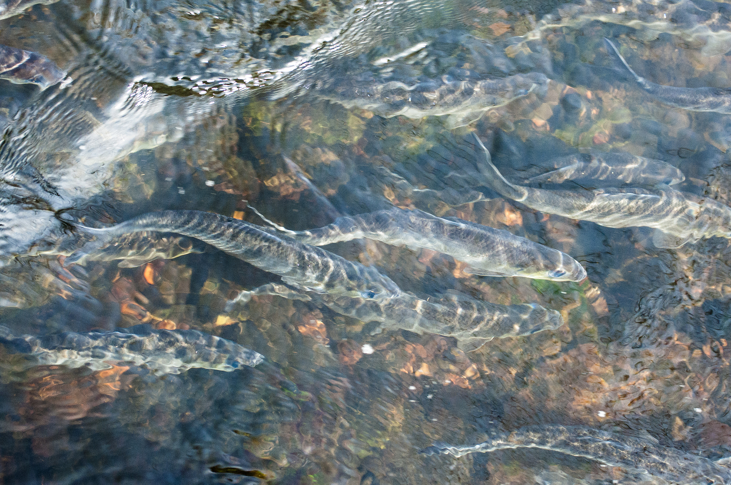 River herring swimming up the Agawam River