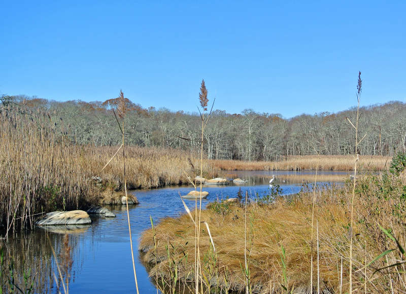 Great egret wading in Allens Pond