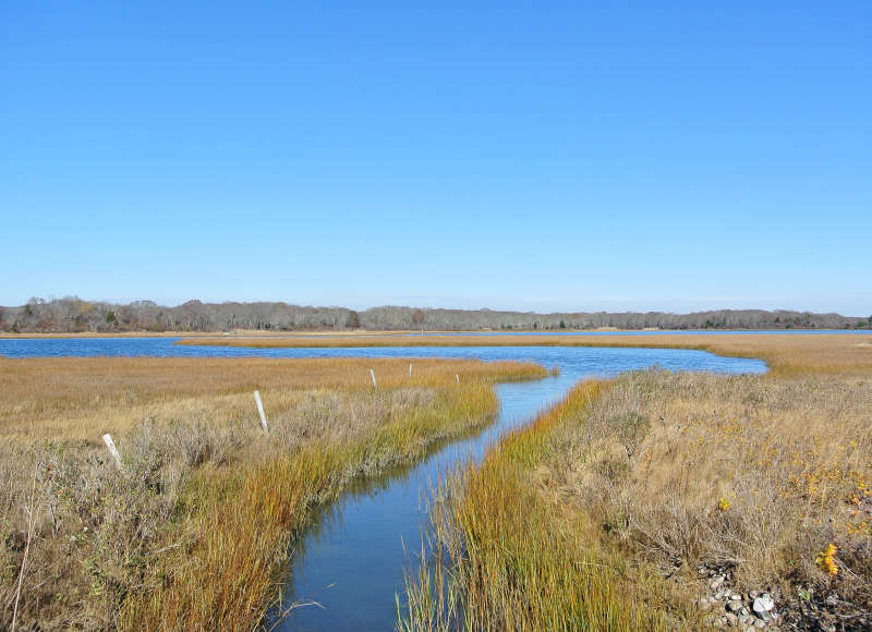 The marsh at Allens Pond