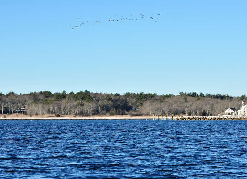 birds flying over Hillers Cove in winter