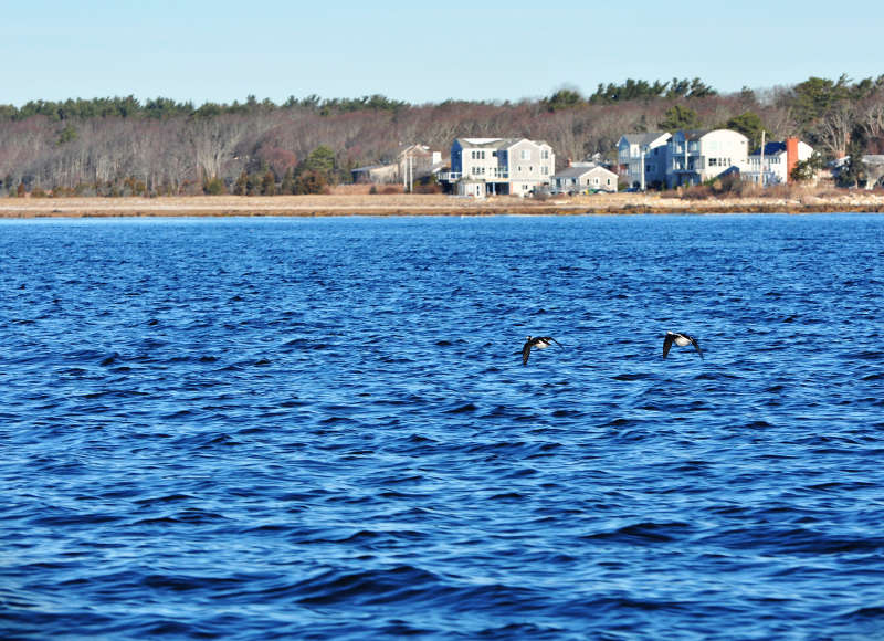 seabirds flying over Aucoot Cove