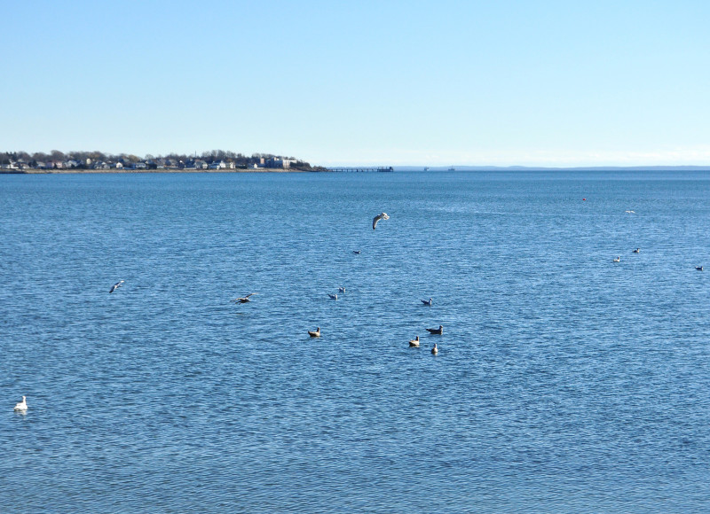birds on outer Clarks Cove