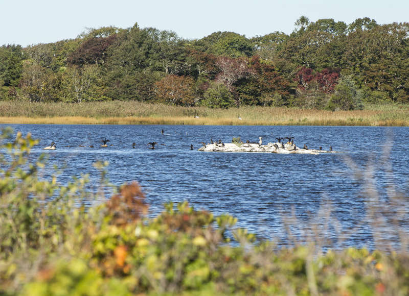 birds on a rock in Salters Pond