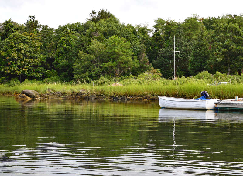 marsh grasses along the shore of Harbor Head