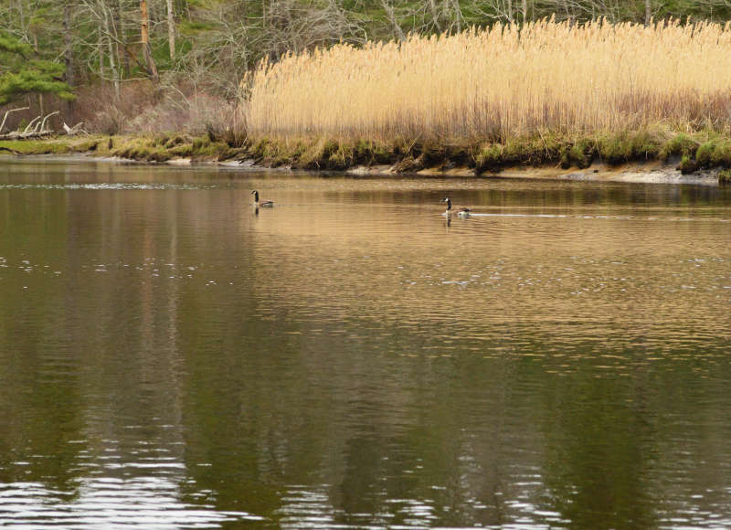 Canada geese on the Weweantic River