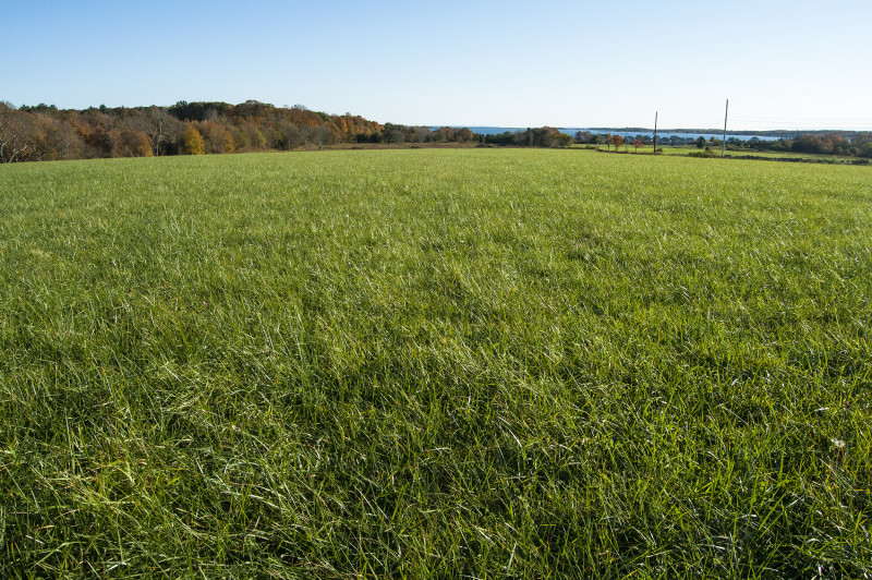 grassy field next to Nasketucket Bay in Fairhaven