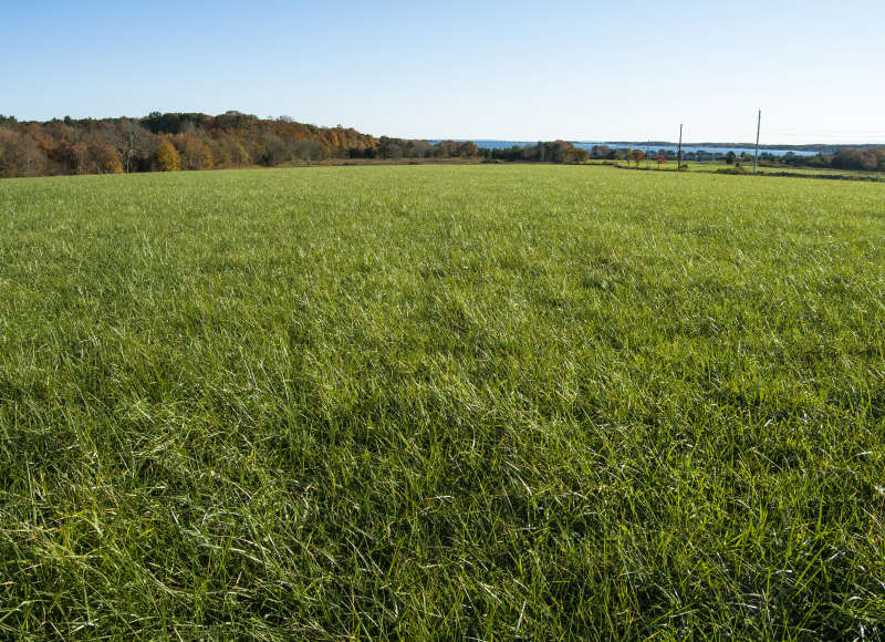 grassy field next to Nasketucket Bay in Fairhaven