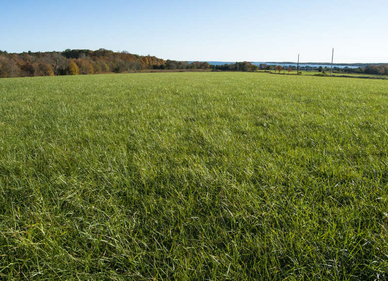 grassy field next to Nasketucket Bay in Fairhaven