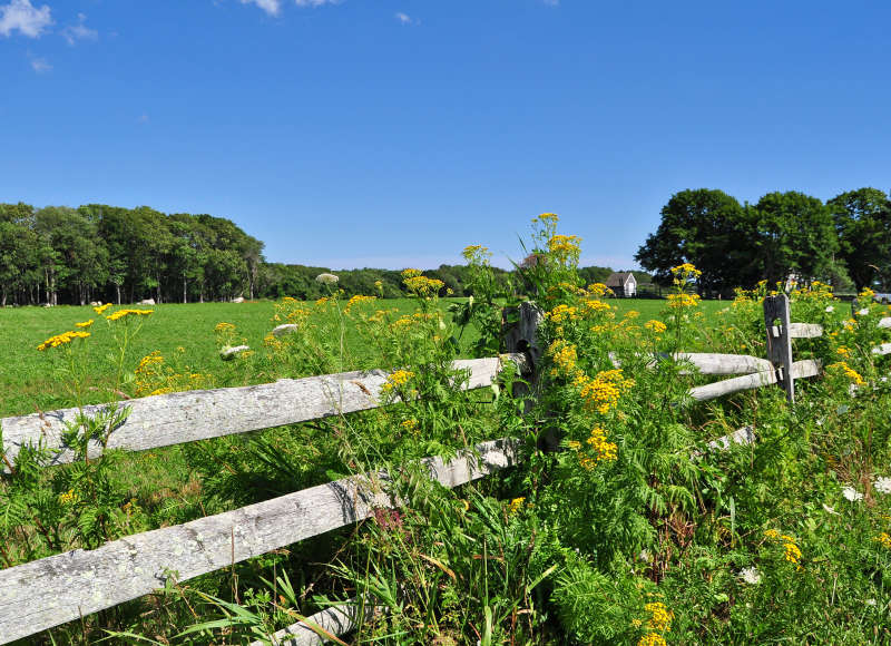 wildflowers grow along a split-rail fence in summer