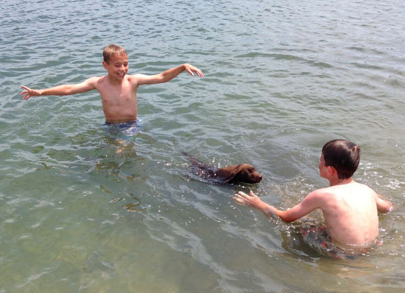 two boys and a dog swim in West Falmouth Harbor