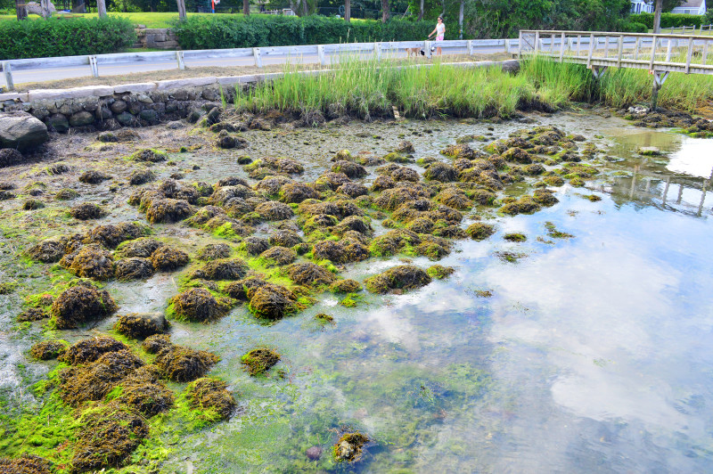 algae on the rocky shore of West Falmouth Harbor