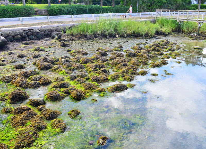 algae on the rocky shore of West Falmouth Harbor