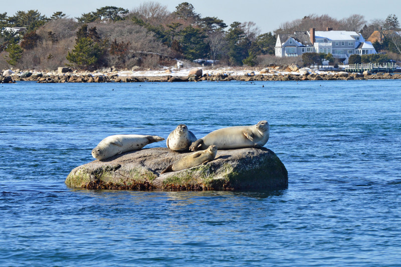 four harbor seals hauled out on a rock in Woods Hole