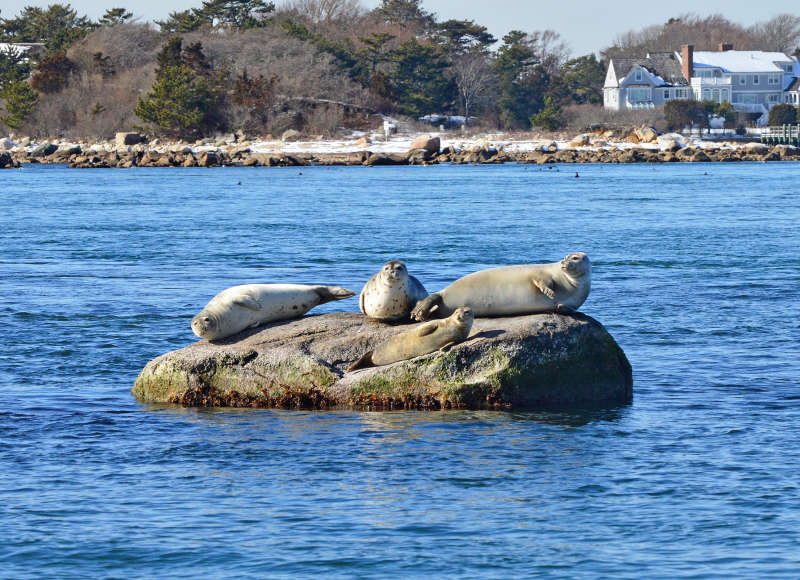 four harbor seals hauled out on a rock in Woods Hole