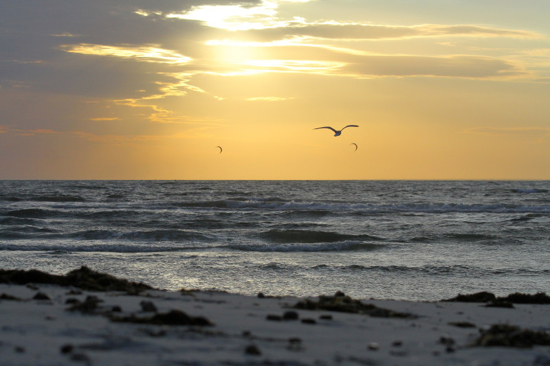 gull flying over Old Silver Beach in Falmouth at sunset