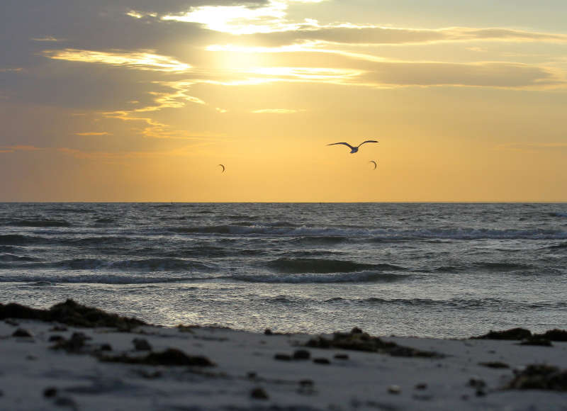 gull flying over Old Silver Beach in Falmouth at sunset