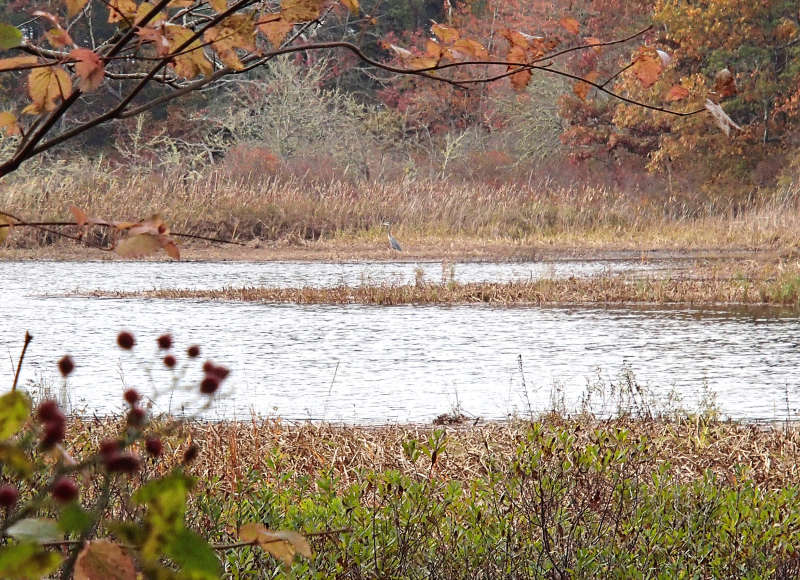 great blue heron on the Agawam River in autumn