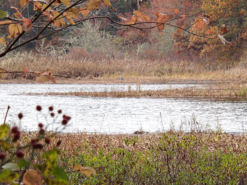 great blue heron on the Agawam River in autumn