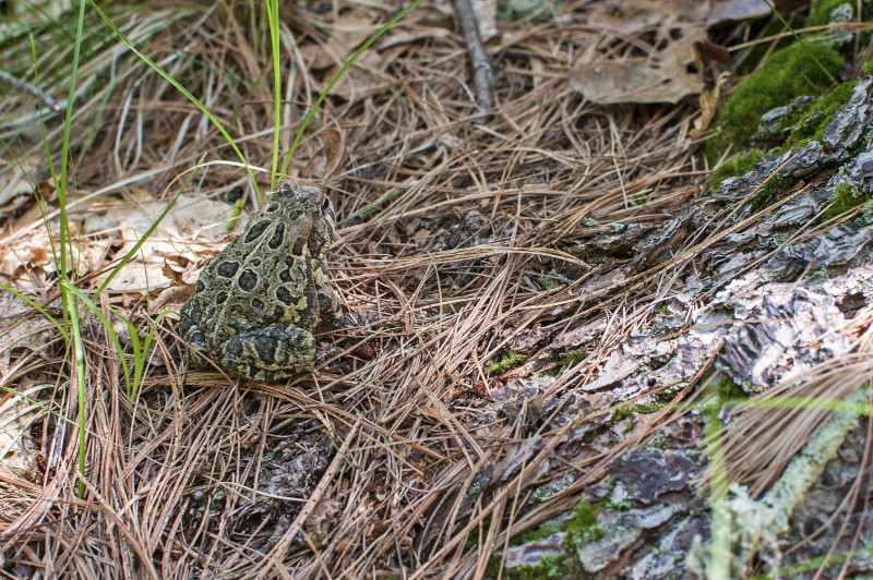 toad at Birch Island Conservation Area