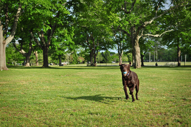 dog retrieving a ball in Buttonwood Park
