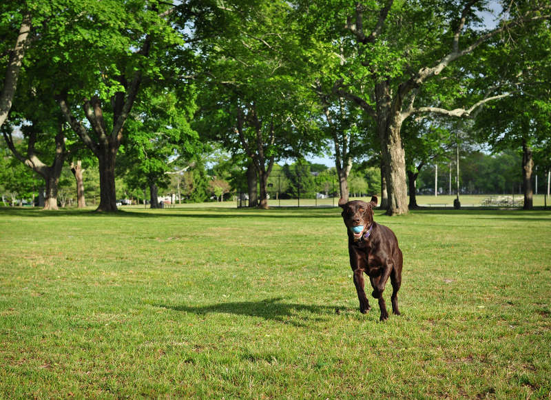 dog retrieving a ball in Buttonwood Park