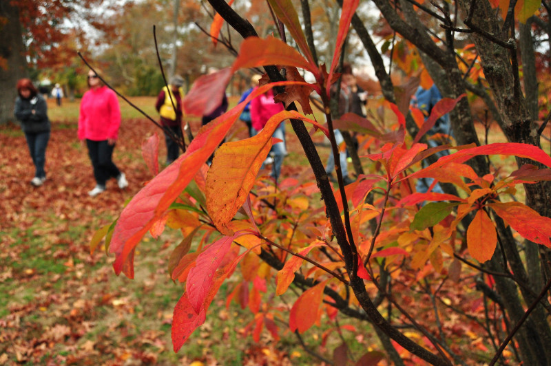 people walking past an autumn tree at Buttonwood Park