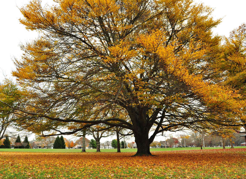 large tree with fall foliage at Buttonwood Park in New Bedford