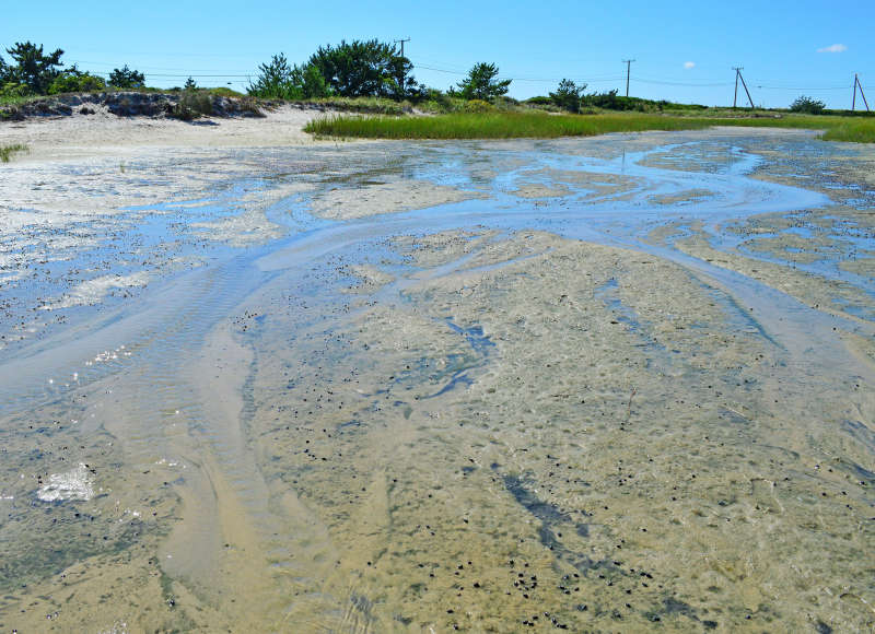 salt marsh and beach dunes across the street from Chapoquoit Beach in Falmouth