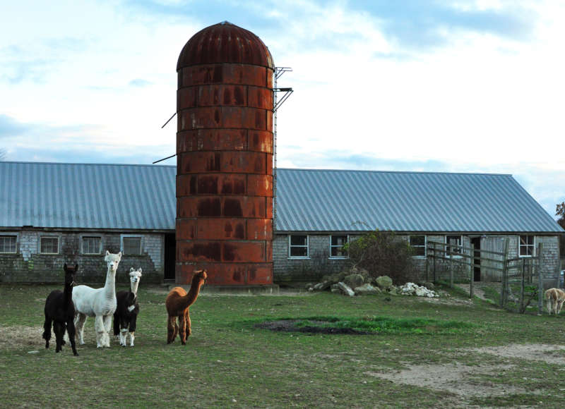 alpaca at Cornell Farm
