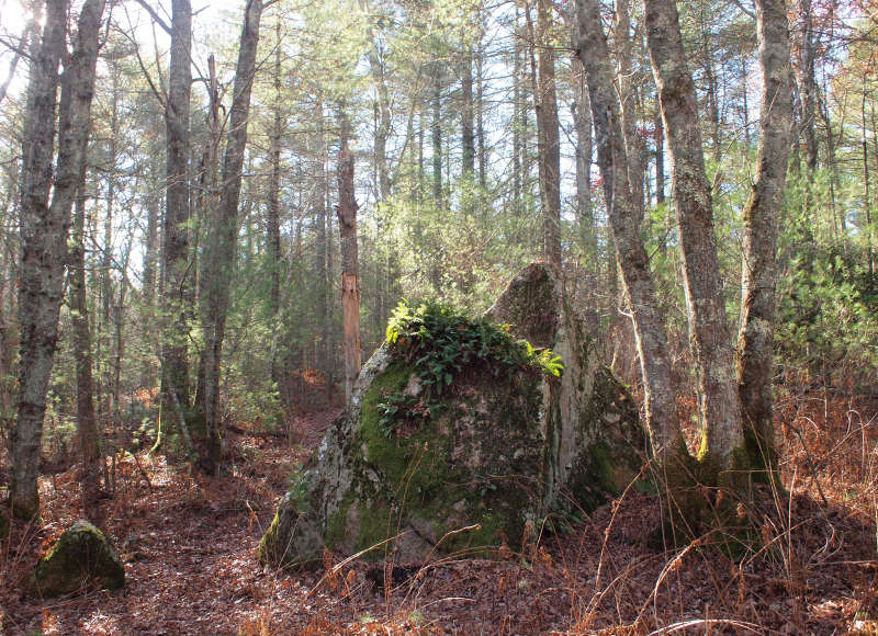 ferns growing on a Sarah's Rock in Delano Memorial Forest