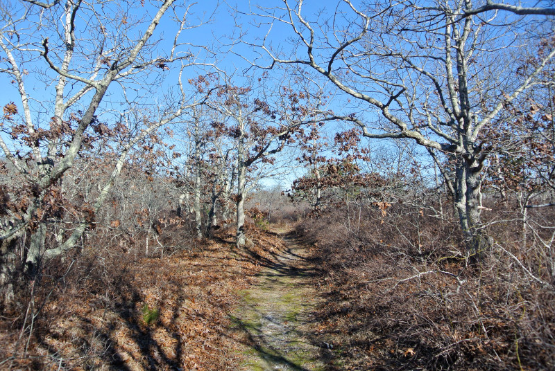 trail through the woods at Demarest Lloyd State Park