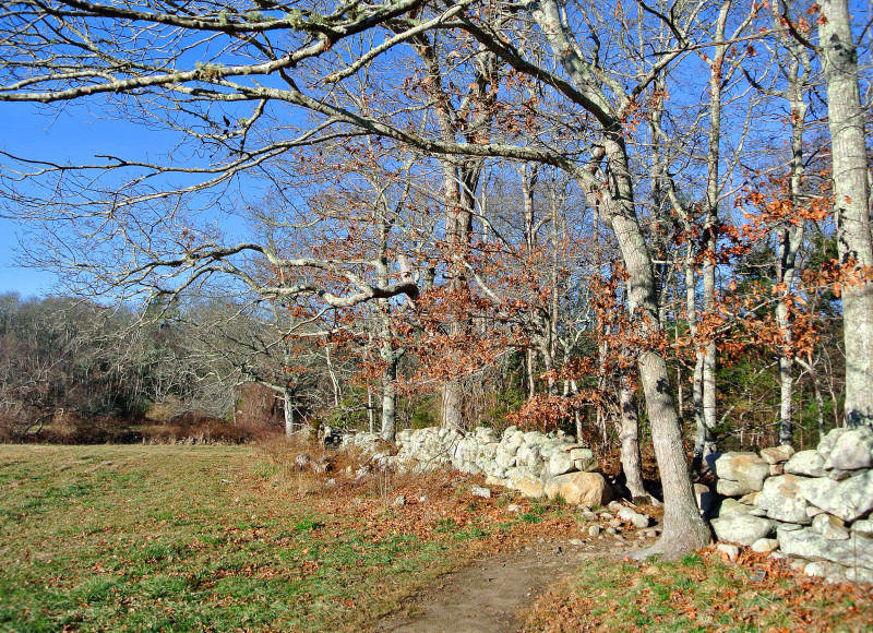 stone wall at Destruction Brook Woods